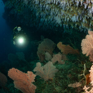 Woman diver with torch in a reef cave garden of sea fans, Maalhoss Thila, Maldives