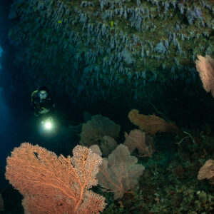 Woman diver with torch beyond orange sea fans under an overhang, Maalhoss Thila, Maldives