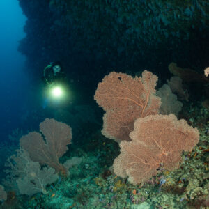 Woman diver lighting a cluster of sea fans on the reef, Maalhoss Thila, Maldives