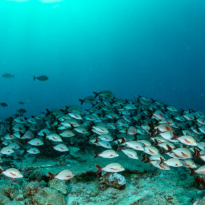 School of humpback red snappers hovering over the reef, Maalhoss Thila, Maldives