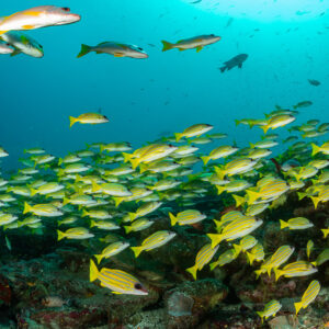 School of bluestripe snappers over the reef with larger snappers above, Moofushi Corner, Maldives