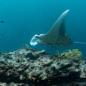 Reef manta ray gliding over a cleaning station, side view, Moofushi Corner, Maldives