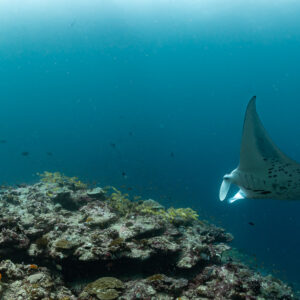 Reef manta ray banking above a cleaning station, Moofushi Corner, Maldives