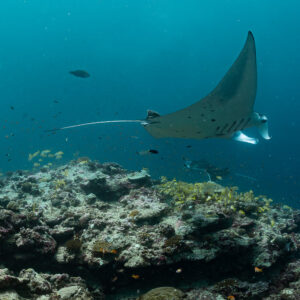 Reef manta ray with wing raised over a coral cleaning station, Moofushi Corner, Maldives