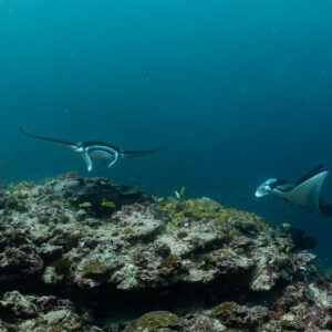 Two reef manta rays circling a cleaning station, wide view, Moofushi Corner, Maldives
