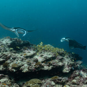 Two reef manta rays passing each other above a cleaning station, Moofushi Corner, Maldives