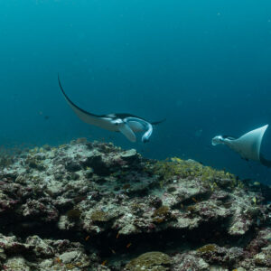 Two reef manta rays in formation over a coral bommie, Moofushi Corner, Maldives