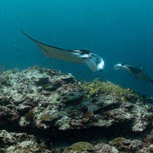Two reef manta rays one behind the other over the cleaning station, Moofushi Corner, Maldives
