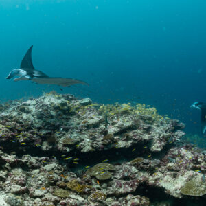 Two reef manta rays crossing above a coral cleaning station, Moofushi Corner, Maldives