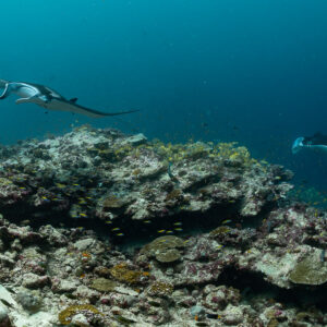 Two reef manta rays cruising along the top of a reef, Moofushi Corner, Maldives