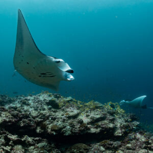 Reef manta ray approaching head-on with another behind, Moofushi Corner, Maldives
