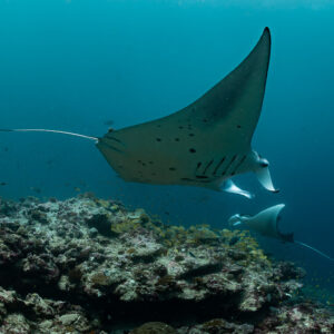 Reef manta ray banking with a second manta below, Moofushi Corner, Maldives