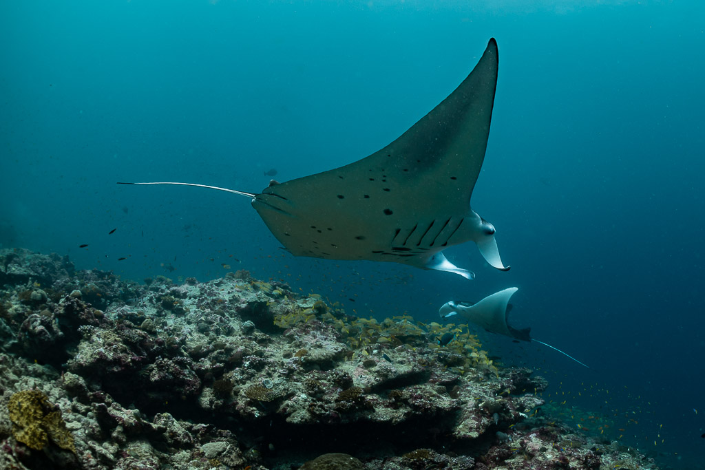 Raie manta de récif en virage avec une seconde manta en dessous, Moofushi Corner, Maldives