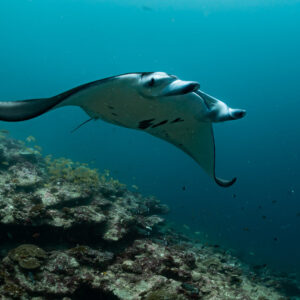 Reef manta ray turning close over the reef, spotted belly visible, Moofushi Corner, Maldives