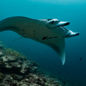 Reef manta ray close-up, wing curled over the reef edge, Moofushi Corner, Maldives