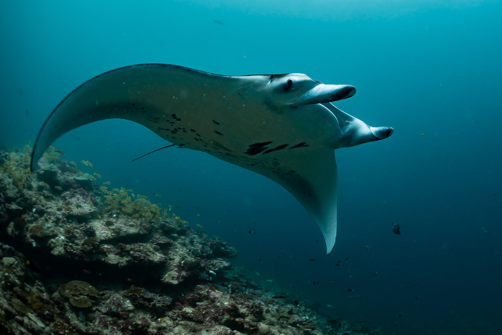 Raie manta de récif en gros plan, aile recourbée au-dessus du bord du récif, Moofushi Corner, Maldives
