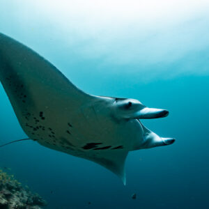 Reef manta ray gliding beneath the sunlit surface, seen from below, Moofushi Corner, Maldives