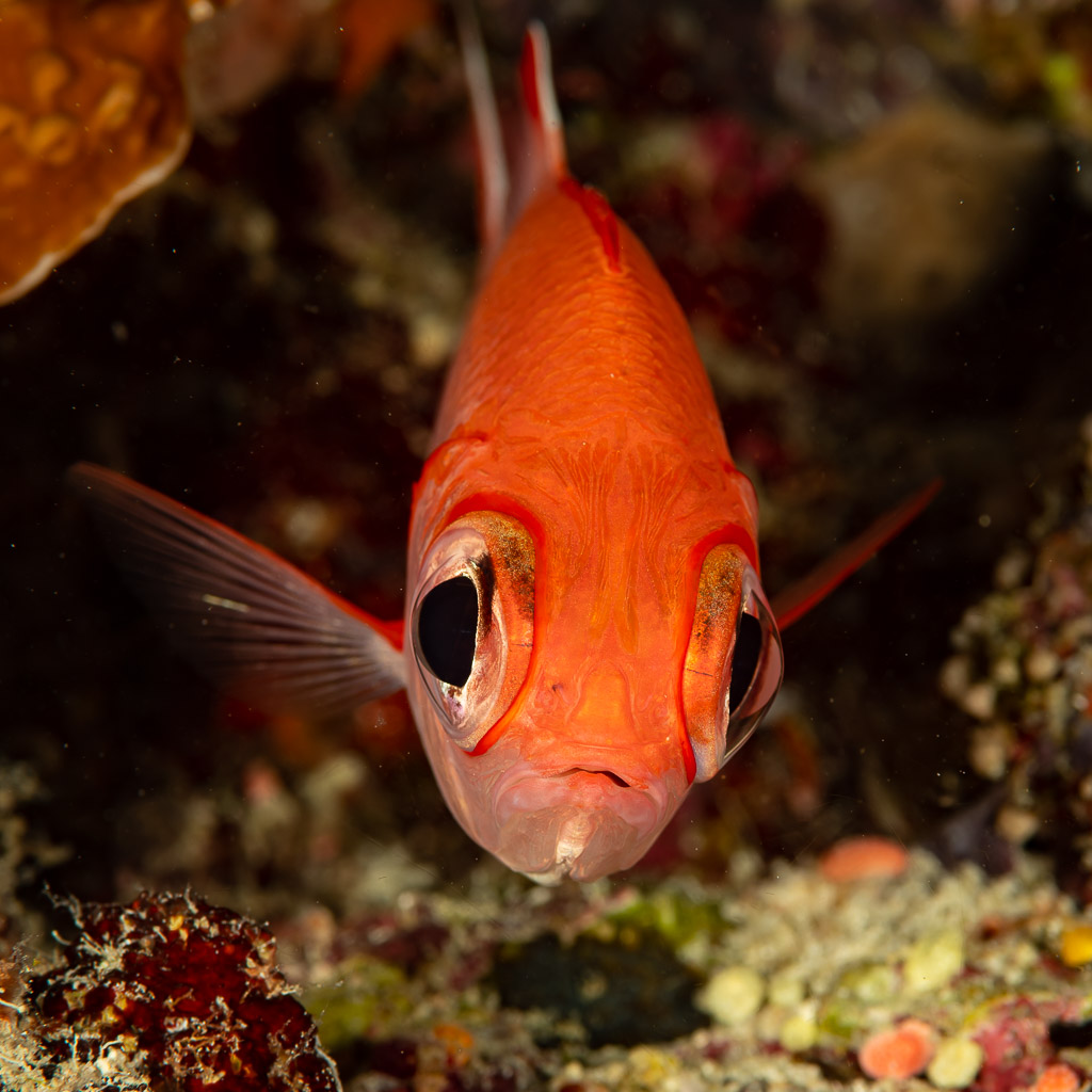 Whitetip soldierfish facing the camera in a reef crevice, Dega Thila, Maldives