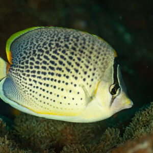 Spotted butterflyfish portrait above soft coral, Dega Thila, Maldives