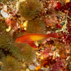 Lyretail anthias swimming along a colourful encrusted reef wall, Dega Thila, Maldives