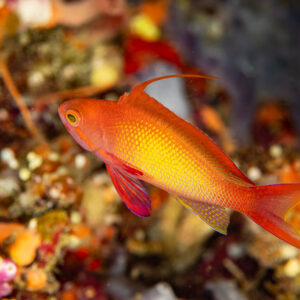 Male lyretail anthias in profile with long dorsal filament, Dega Thila, Maldives