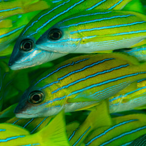 Tight close-up of bluestripe snappers packed in a school, Dega Thila, Maldives