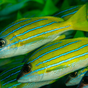 Bluestripe snappers in a school, two heads in sharp focus, Dega Thila, Maldives