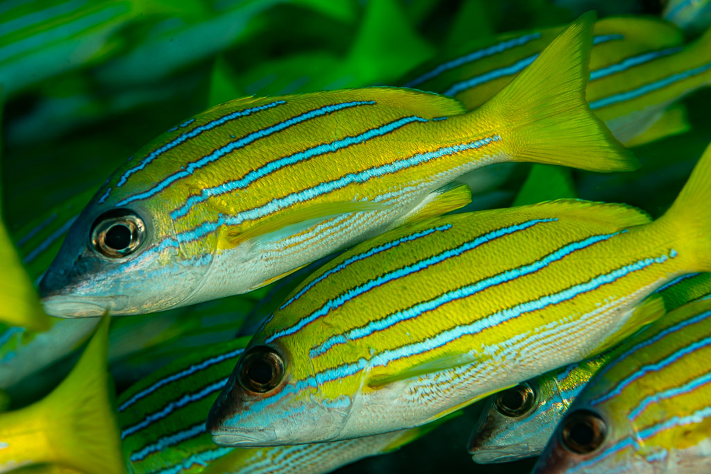 Vivaneaux à raies bleues en banc, deux têtes nettes au premier plan, Dega Thila, Maldives