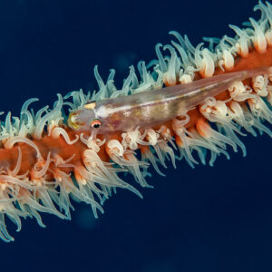 Translucent whip coral goby resting on a wire coral with extended polyps, Dega Thila, Maldives