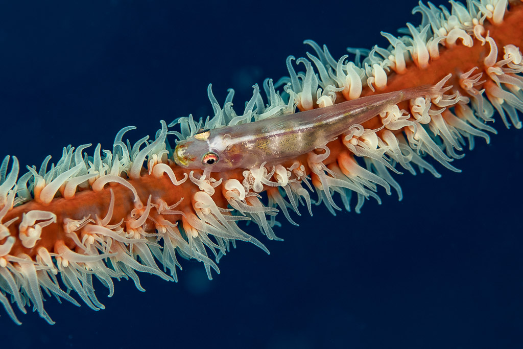Translucent whip coral goby resting on a wire coral with extended polyps, Dega Thila, Maldives