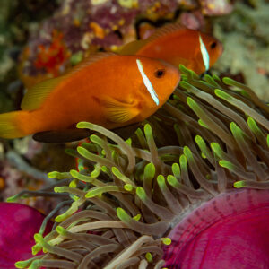 Pair of Maldives anemonefish in a magnificent sea anemone with purple column, Dega Thila, Maldives