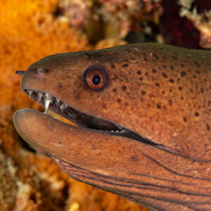 Giant moray head close-up with open mouth and teeth, Dega Thila, Maldives