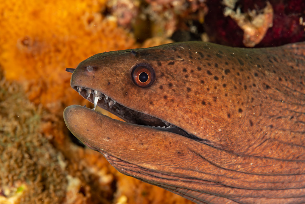 Giant moray head close-up with open mouth and teeth, Dega Thila, Maldives