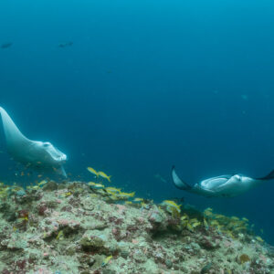 Two reef manta rays circling a coral cleaning station, Moofushi Corner, Maldives