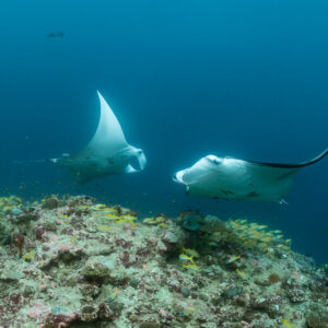 Two reef manta rays crossing above the reef top, one banking, Moofushi Corner, Maldives