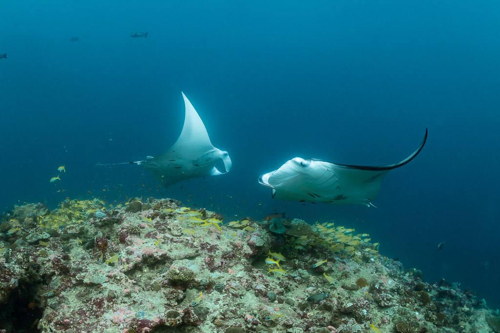 Two reef manta rays crossing above the reef top, one banking, Moofushi Corner, Maldives