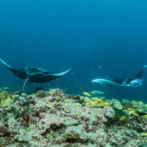 Two reef manta rays gliding over reef with yellow snappers, Moofushi Corner, Maldives