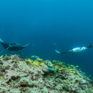 Two reef manta rays drifting apart above a coral cleaning station, Moofushi Corner, Maldives