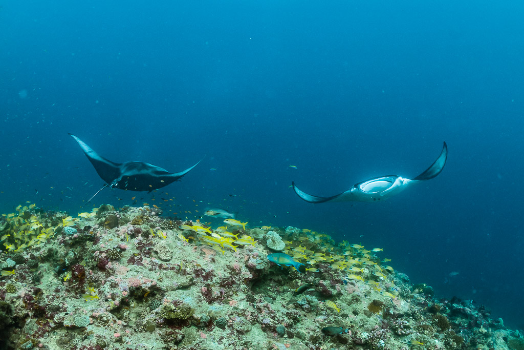 Two reef manta rays drifting apart above a coral cleaning station, Moofushi Corner, Maldives