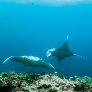 Vue verticale de deux raies manta de récif au-dessus du récif, surface au-dessus, Moofushi Corner, Maldives
