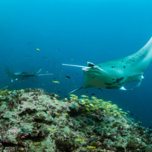 Reef manta ray banking close with a second manta behind, Moofushi Corner, Maldives