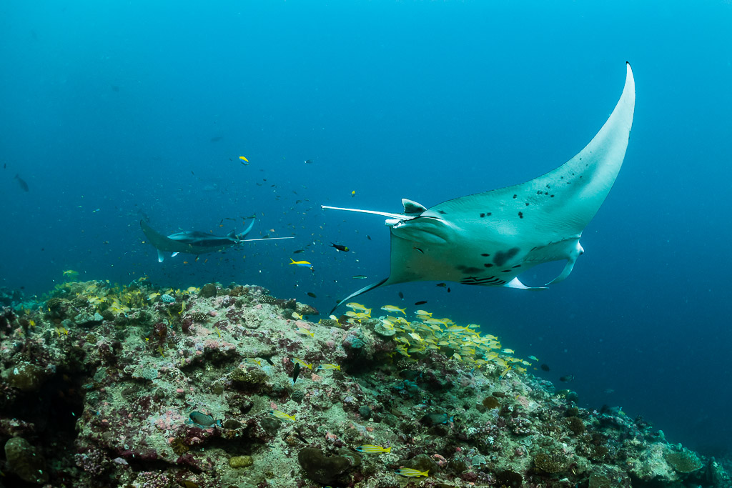 Reef manta ray banking close with a second manta behind, Moofushi Corner, Maldives