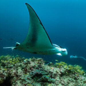 Reef manta ray with one wing raised high above the reef, Moofushi Corner, Maldives