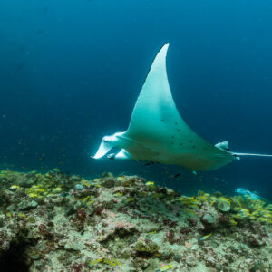 Reef manta ray seen from below, wing tip pointing upward, Moofushi Corner, Maldives