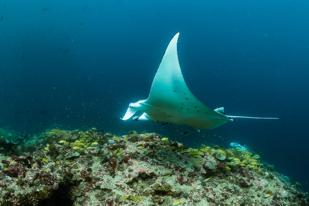 Reef manta ray seen from below, wing tip pointing upward, Moofushi Corner, Maldives