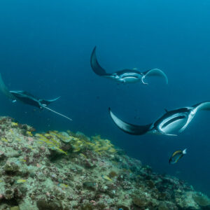 Three reef manta rays swirling above a cleaning station, Moofushi Corner, Maldives