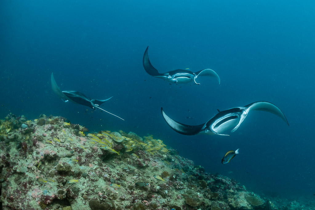 Three reef manta rays swirling above a cleaning station, Moofushi Corner, Maldives
