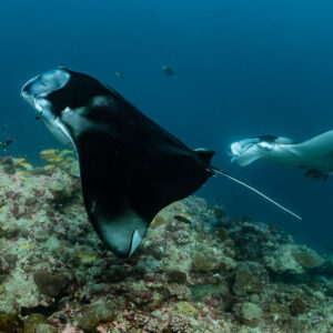 Black morph reef manta ray banking over reef beside a white manta, Moofushi Corner, Maldives