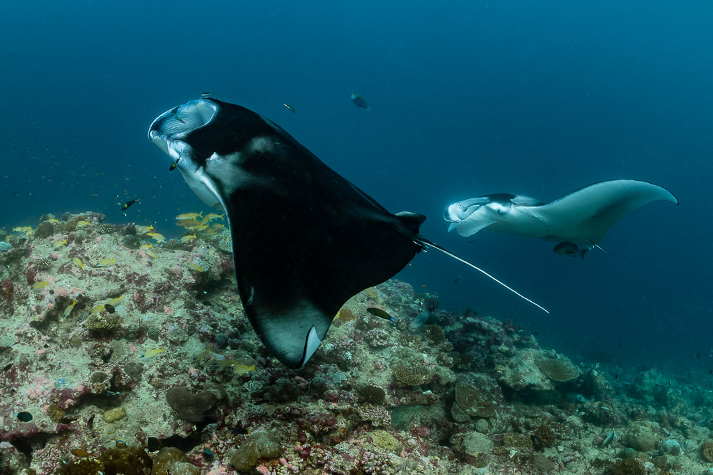 Black morph reef manta ray banking over reef beside a white manta, Moofushi Corner, Maldives