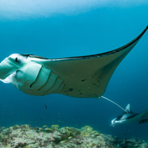 Reef manta ray belly and gill slits close-up, wing curving up, Moofushi Corner, Maldives